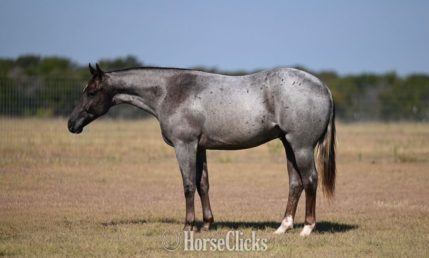 "Lee" Red Roan Stallion Quarter Horse