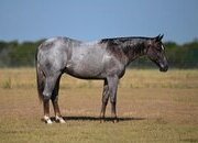 "Lee" Red Roan Stallion Quarter Horse