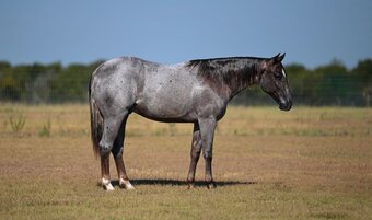 "Lee" Red Roan Stallion Quarter Horse