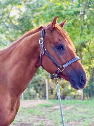 "Telicos Colonel Chip" Sorrel Gelding Quarter Horse