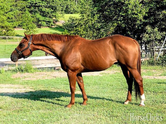 "Telicos Colonel Chip" Sorrel Gelding Quarter Horse