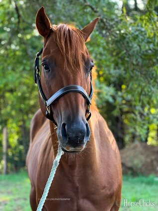 Virginia "Telicos Colonel Chip" Sorrel Gelding Quarter Horse