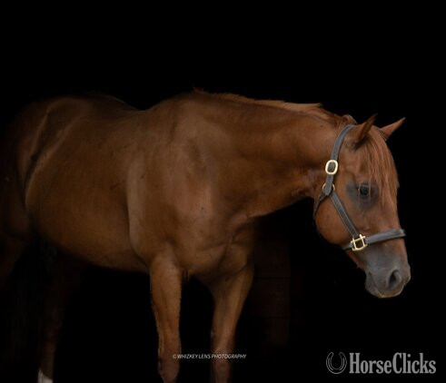 "Telicos Colonel Chip" Sorrel Gelding Quarter Horse - Quarter Horse in Virginia