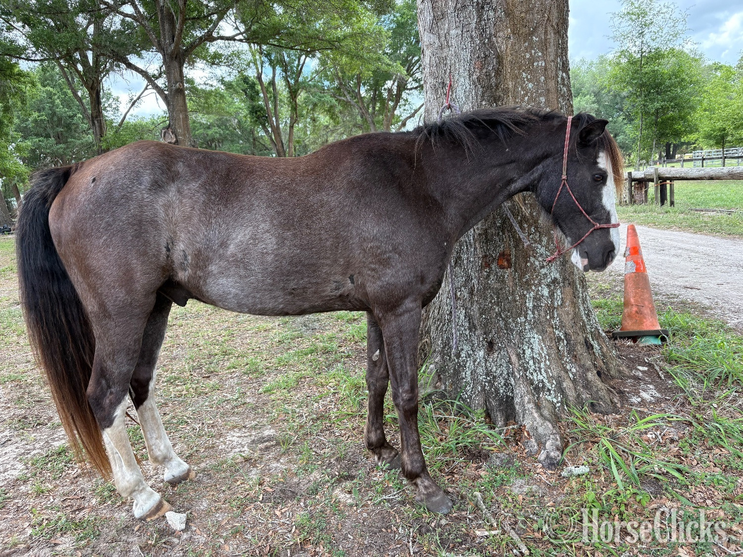 "Picture Perfect " Black Gelding Tennessee Walker in Florida