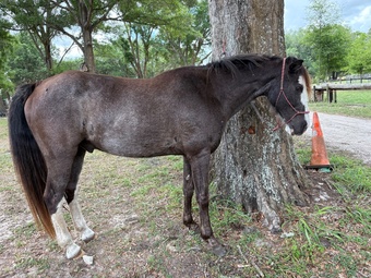 "Picture Perfect " Black Gelding Tennessee Walker