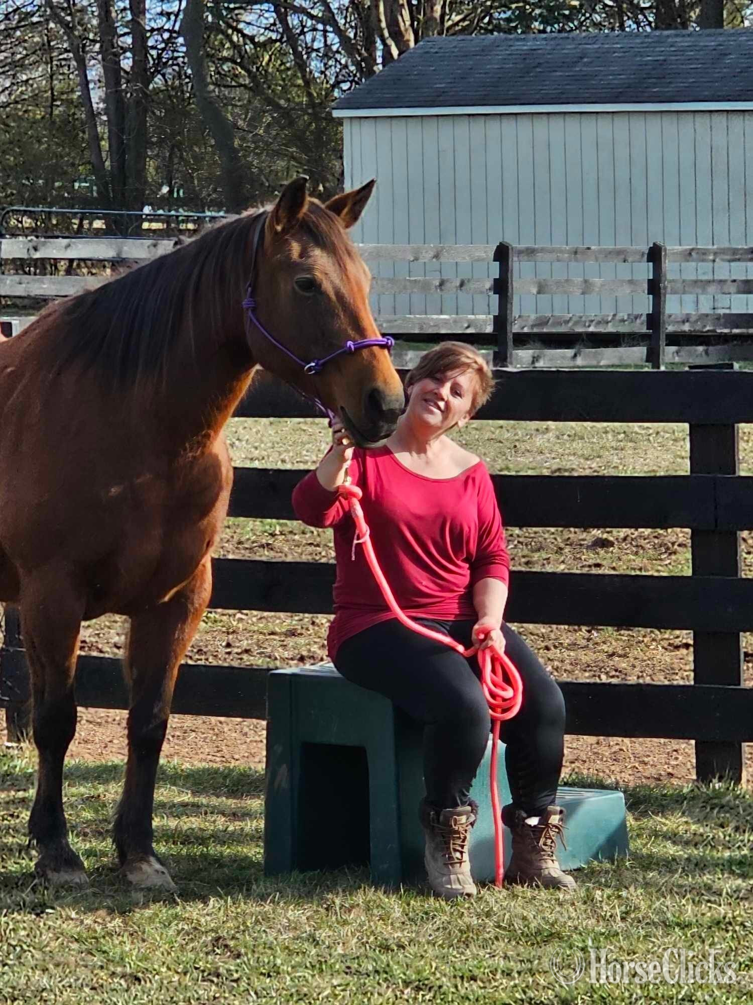 "Lyric" Bay Mare Quarter Horse