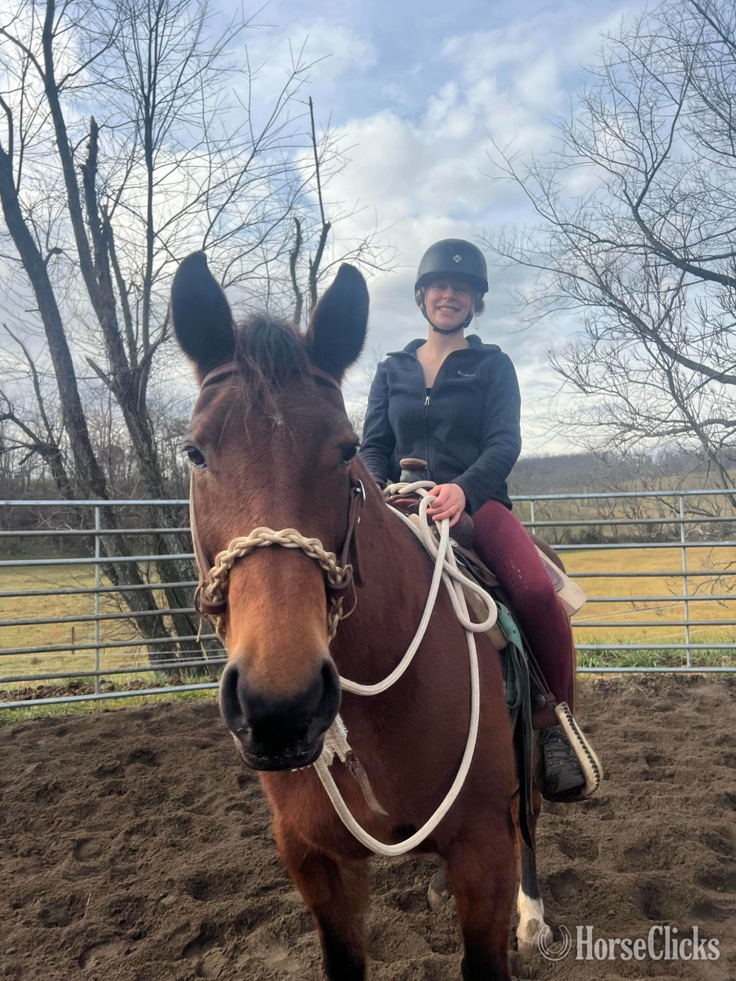 "Lyric" Bay Mare Quarter Horse - Quarter Horse in Virginia