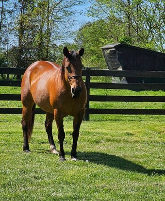 "Lyric" Bay Mare Quarter Horse
