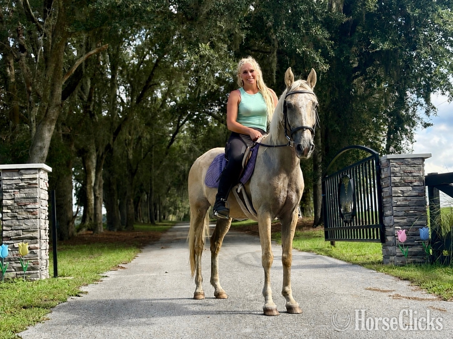 "St Armand’s " Palomino Gelding Quarter Horse - Quarter Horse in 