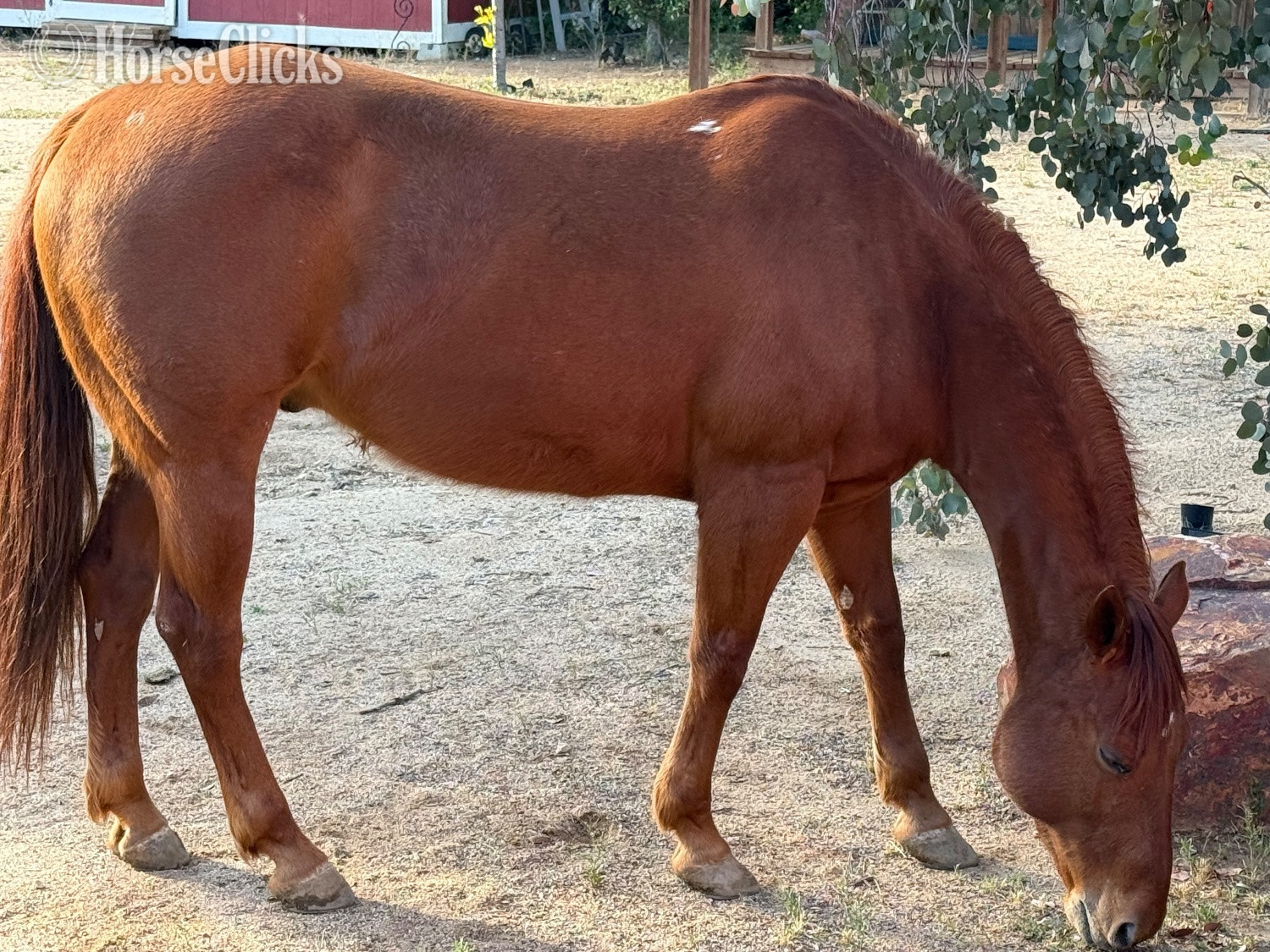 "Bingo" Sorrel Gelding Quarter Horse in California