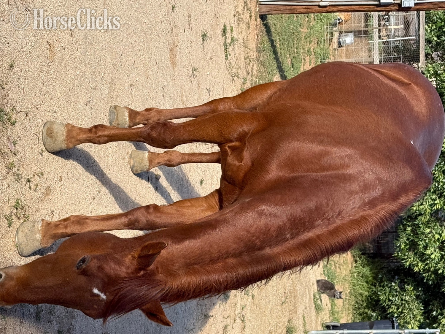 "Bingo" Sorrel Gelding Quarter Horse