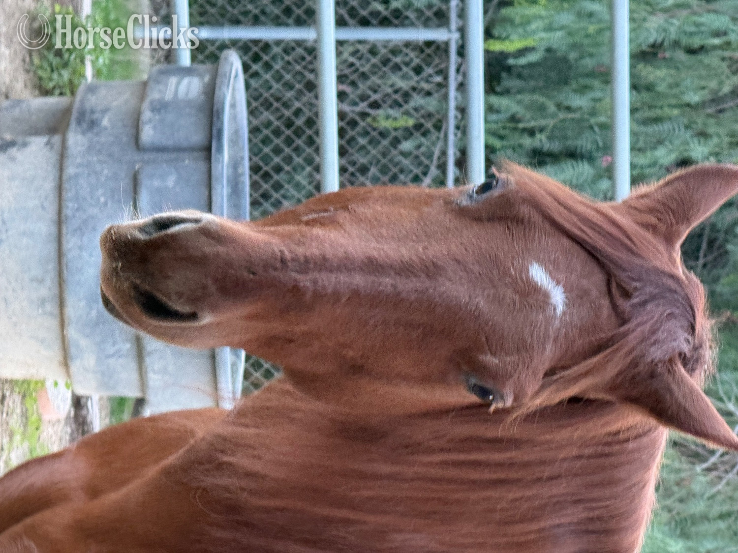 California "Bingo" Sorrel Gelding Quarter Horse