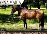 "Anna Maria " Bay Mare Morgan