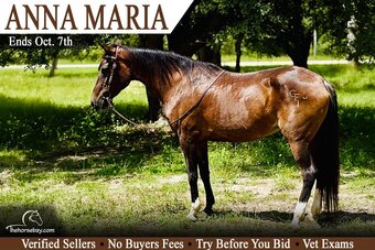 "Anna Maria " Bay Mare Morgan