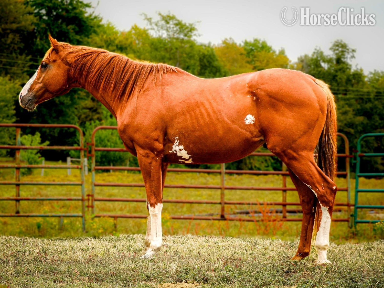 Chestnut 16hh Thoroughbred Stallion
