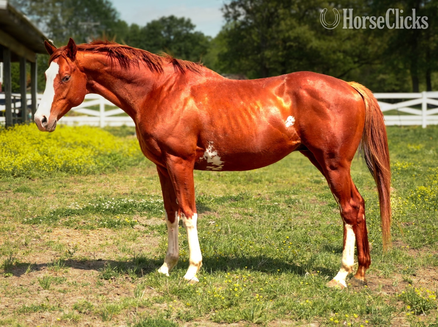 Chestnut 16hh Thoroughbred Stallion - Thoroughbred in Kentucky
