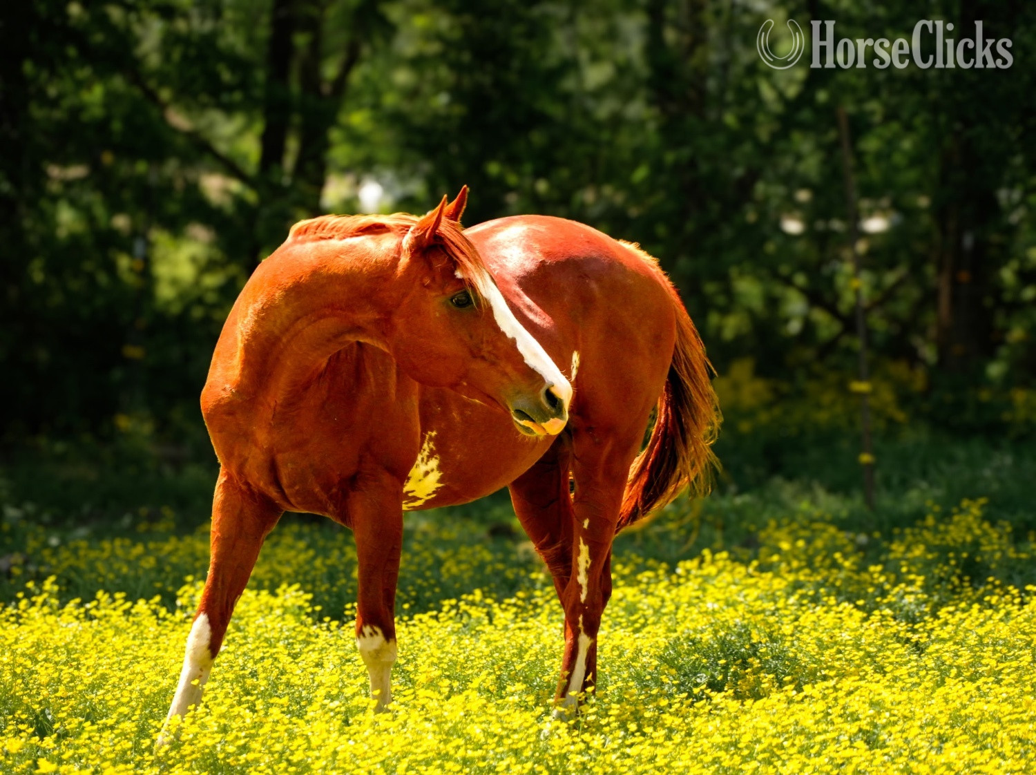 Chestnut 16hh Thoroughbred Stallion Kentucky