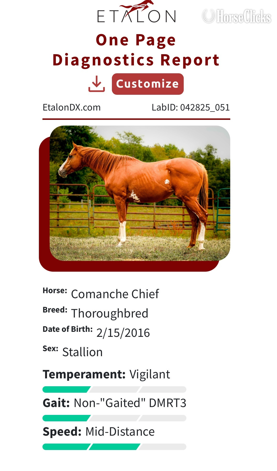 Thoroughbred - Chestnut 16hh Thoroughbred Stallion