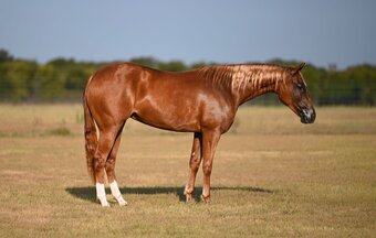 "Saffron" Sorrel Mare Quarter Horse