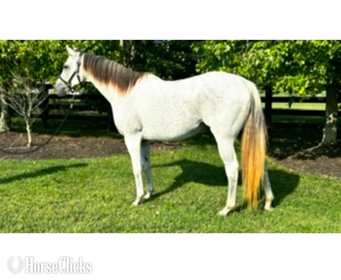 "" Other Mare Quarter Horse in Kentucky