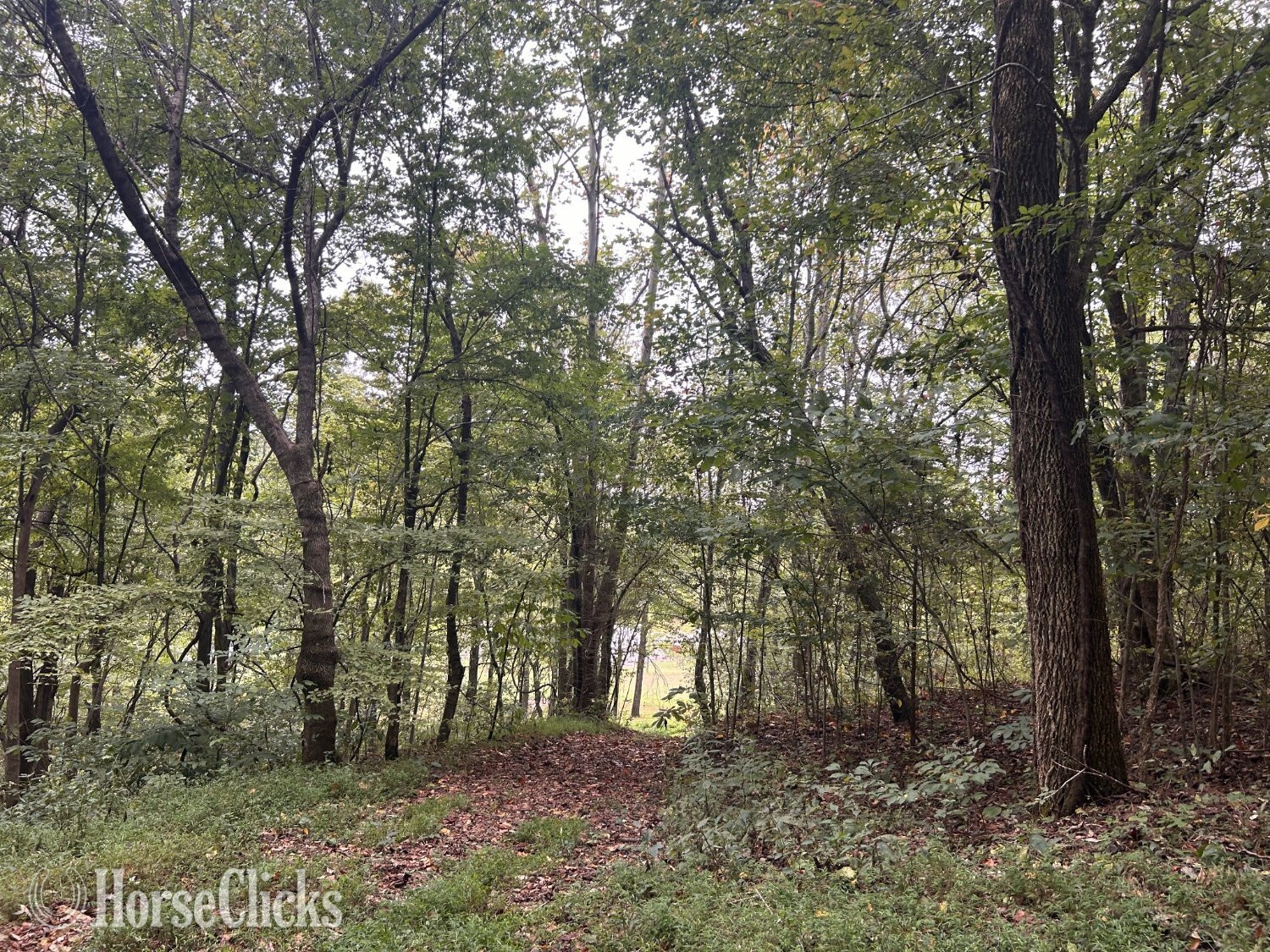 Mini Farm 15.5 Acres, Great for Horses - Farms in Tennessee