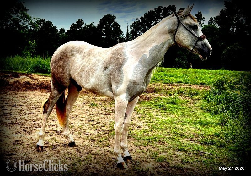 Paint - "Milkshake" Overo Filly Paint in Texas