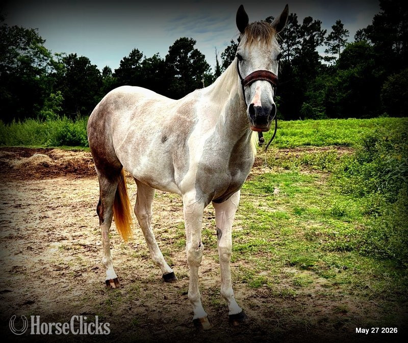 Paint - "Milkshake" Overo Filly Paint