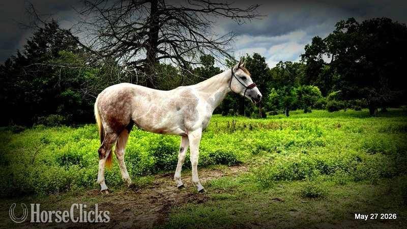 "Milkshake" Overo Filly Paint in Texas