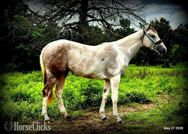 "Milkshake" Overo Filly Paint