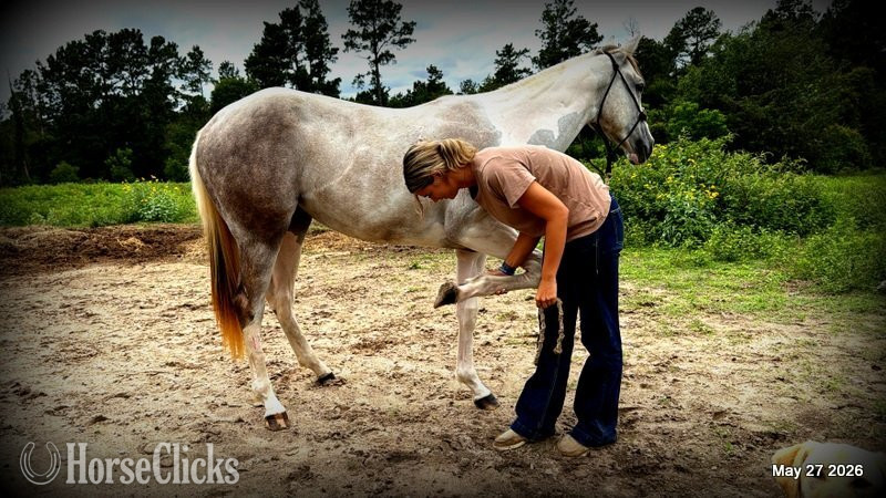 Texas "Milkshake" Overo Filly Paint