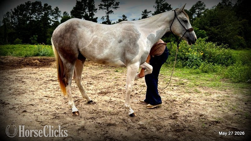 "Milkshake" Overo Filly Paint - Paint in Texas