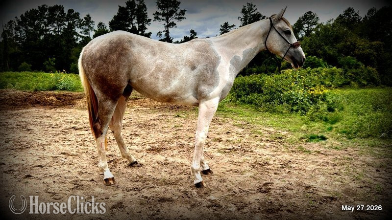 "Milkshake" Overo Filly Paint - Paint