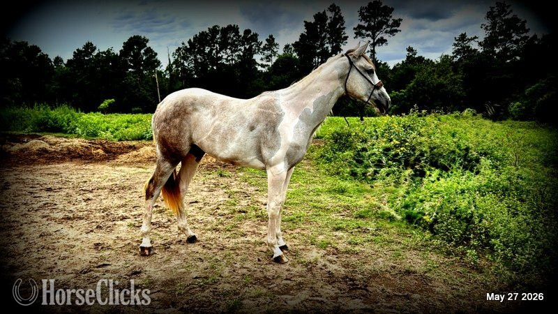 "Milkshake" Overo Filly Paint Texas