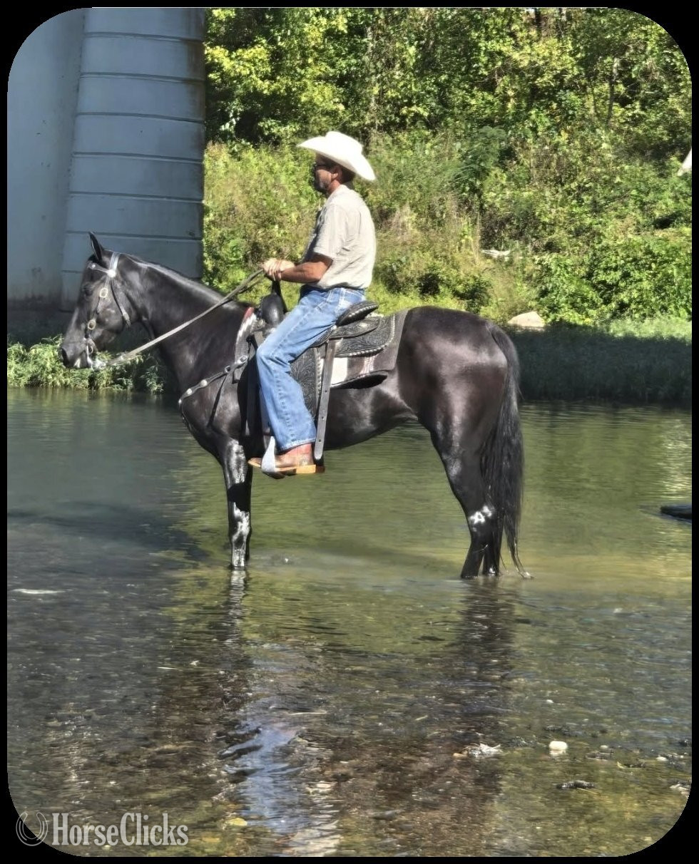 Tennessee Walker - "Daniella" Black Mare Tennessee Walker in Tennessee