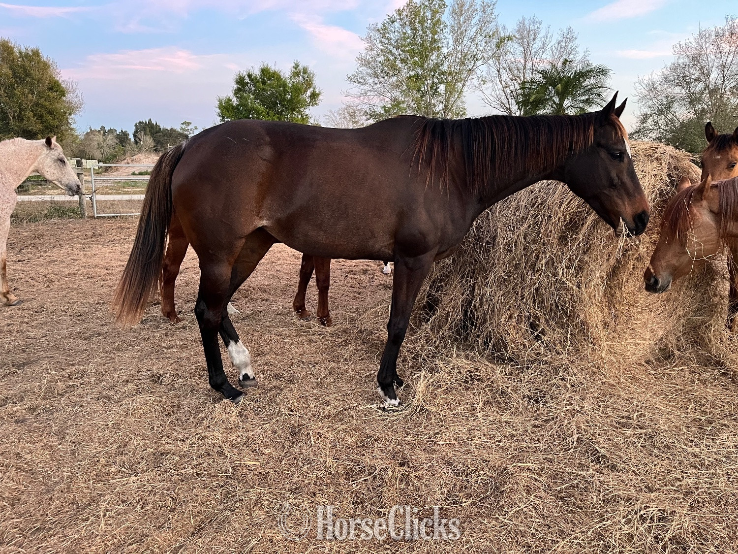 "MI RAPHSODY" Brown Mare Thoroughbred in Florida