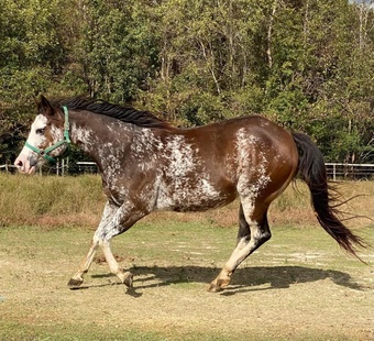 "DM Santanas Dollie " Bay Mare Paint