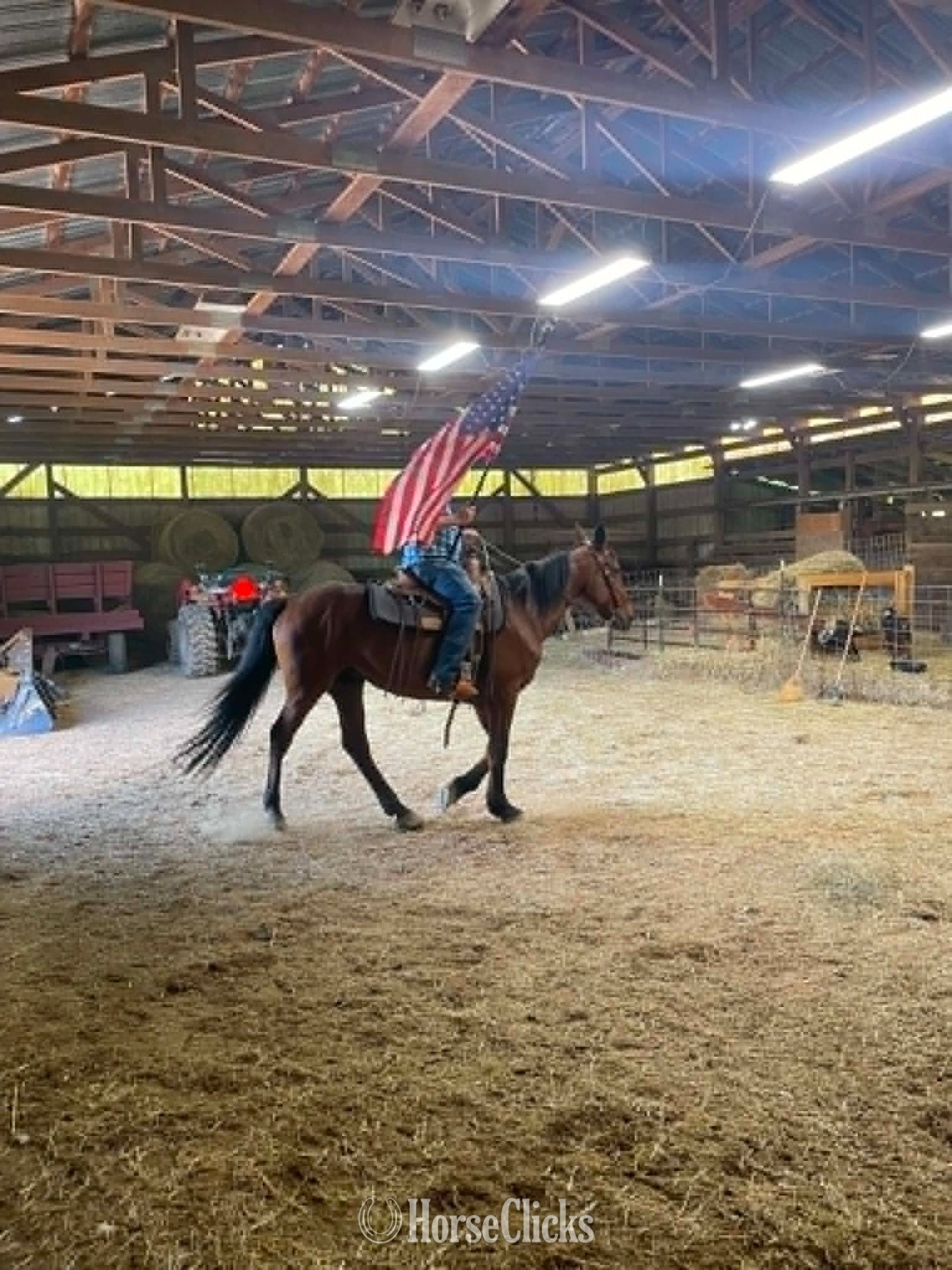 "Captian" Bay Gelding Standardbred in Pennsylvania