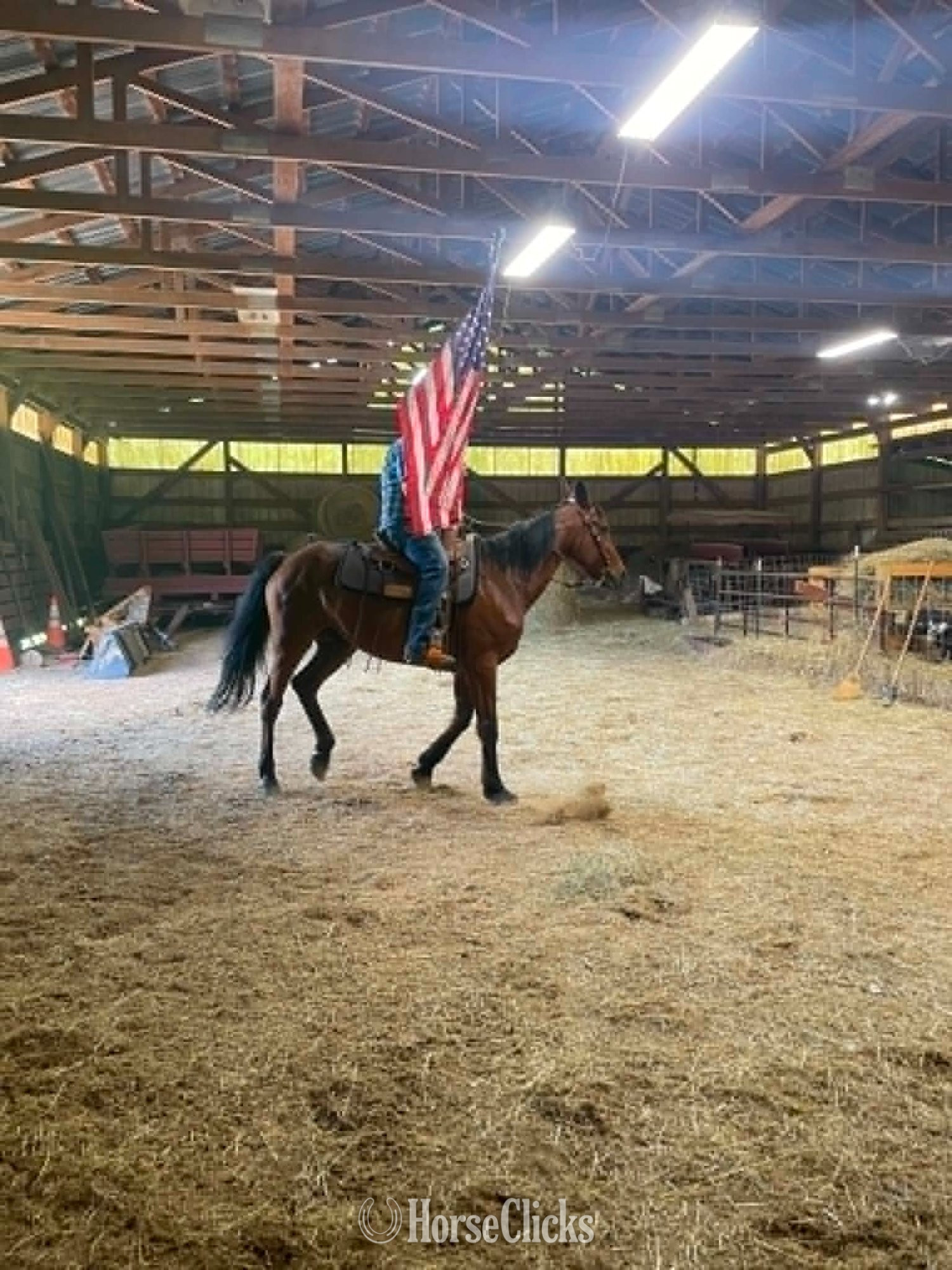 "Captian" Bay Gelding Standardbred