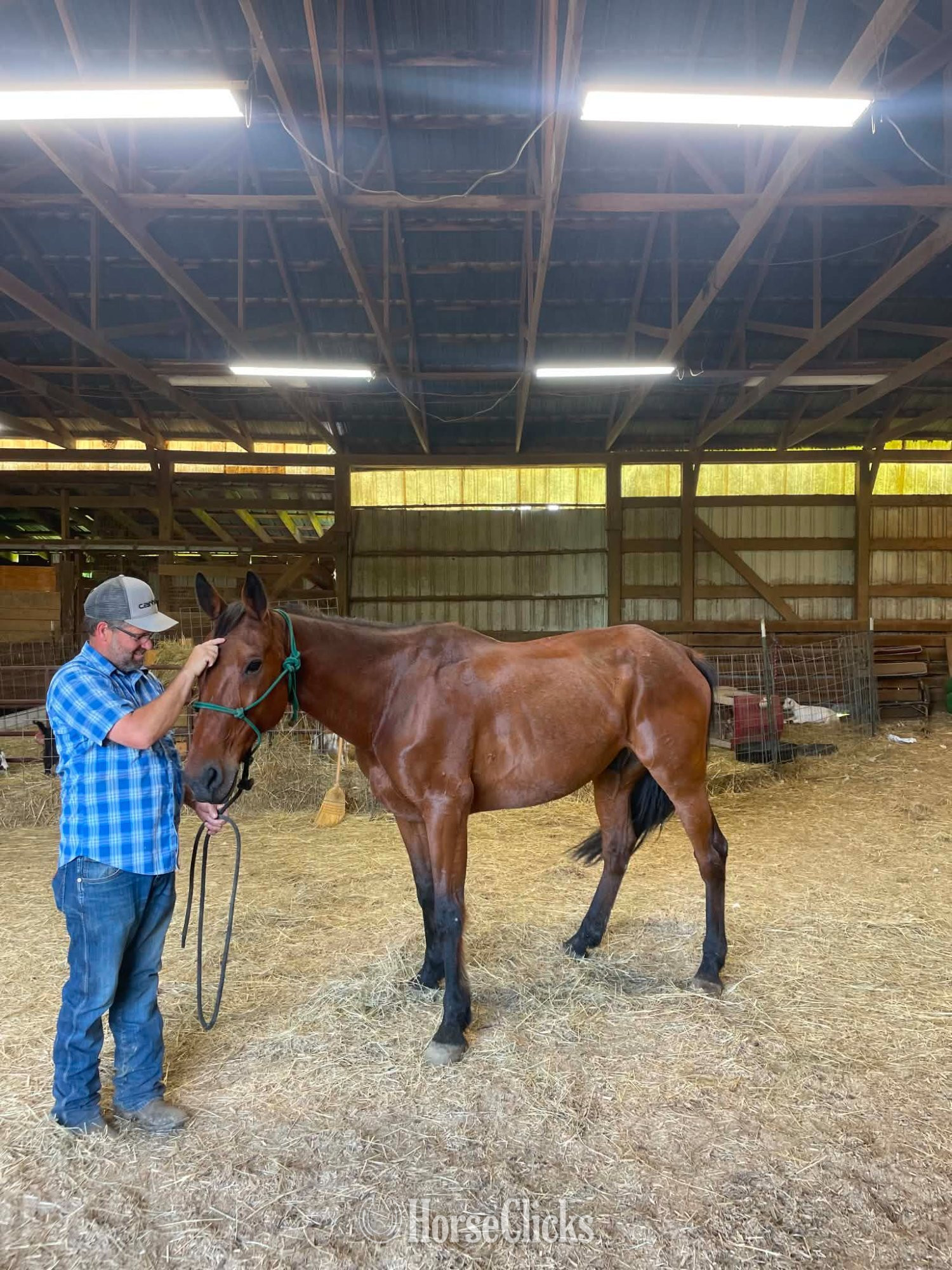 Pennsylvania "Captian" Bay Gelding Standardbred