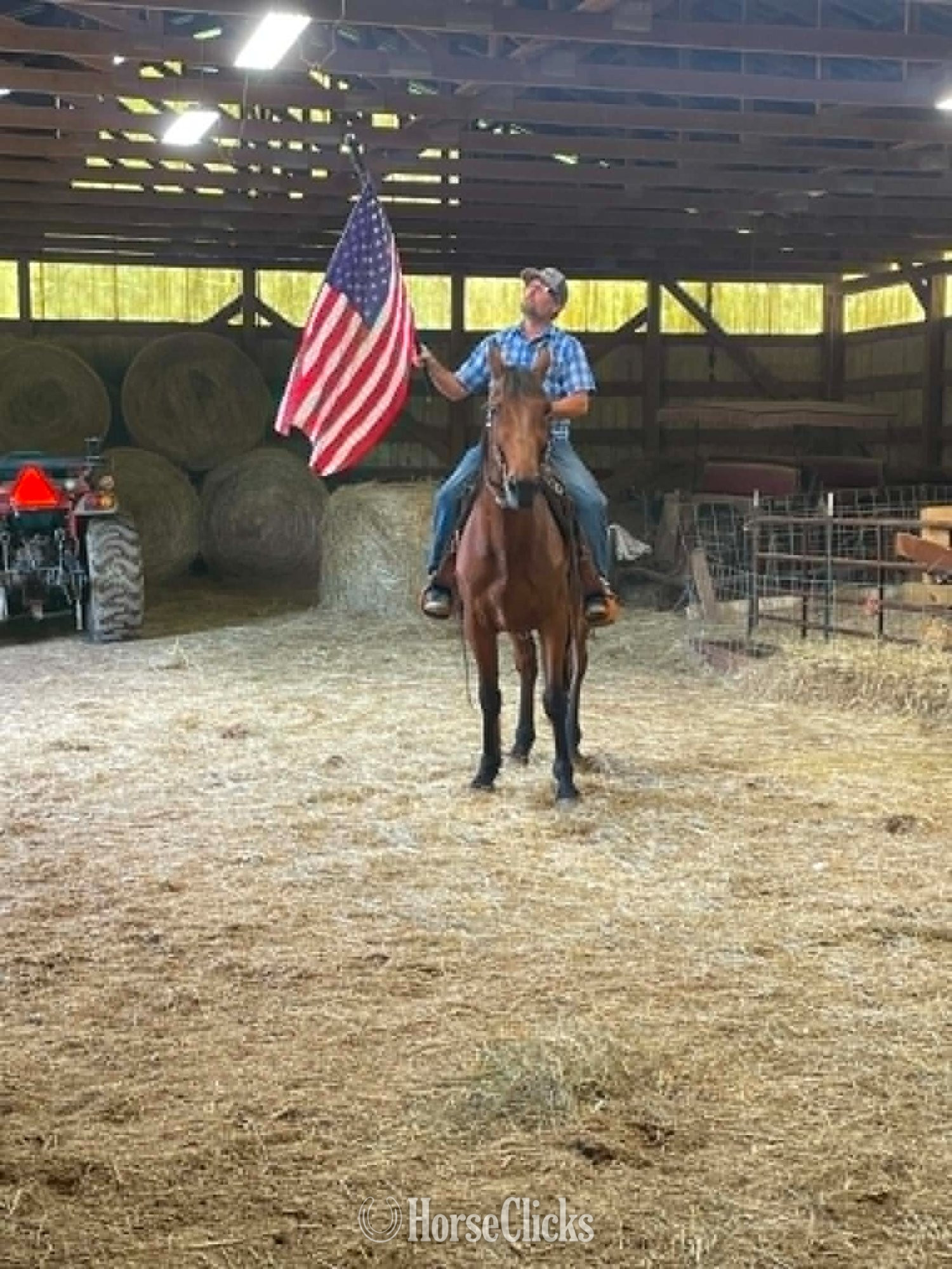"Captian" Bay Gelding Standardbred - Standardbred in Pennsylvania