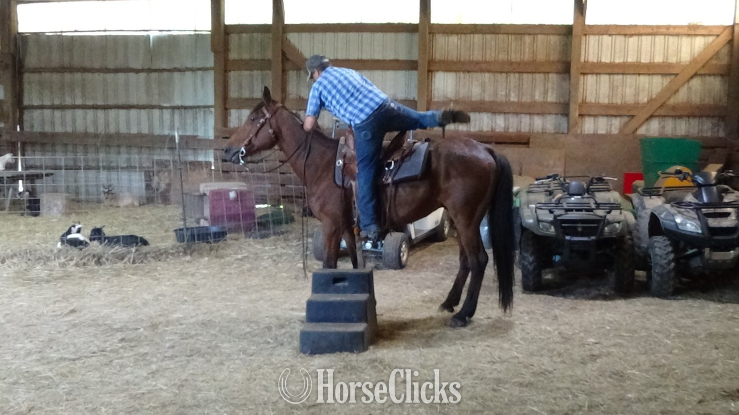 "Captian" Bay Gelding Standardbred Pennsylvania