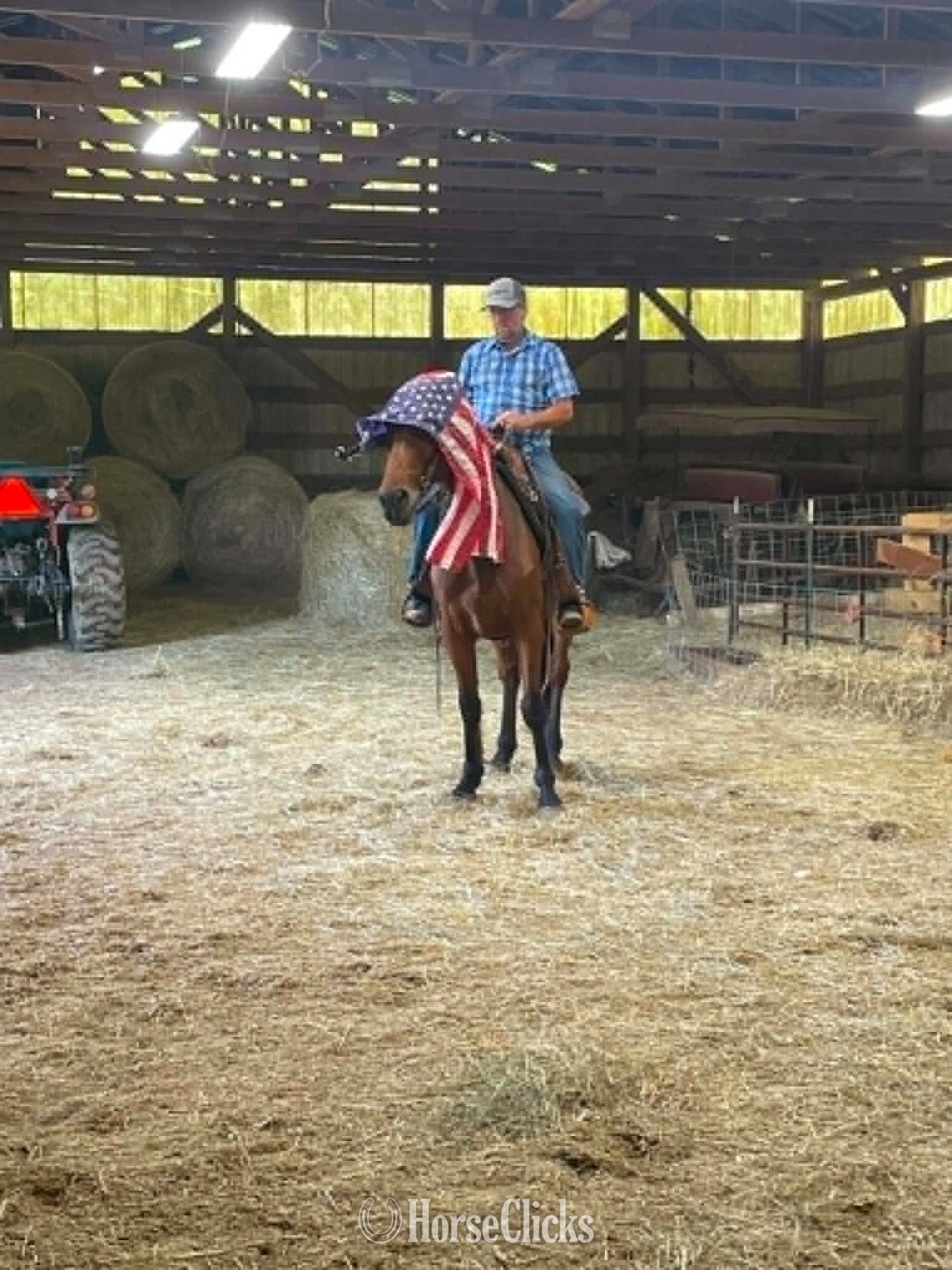 "Captian" Bay Gelding Standardbred - Standardbred