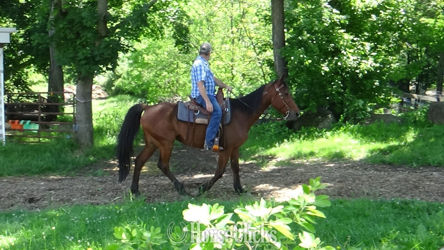 Standardbred - "Captian" Bay Gelding Standardbred in Pennsylvania