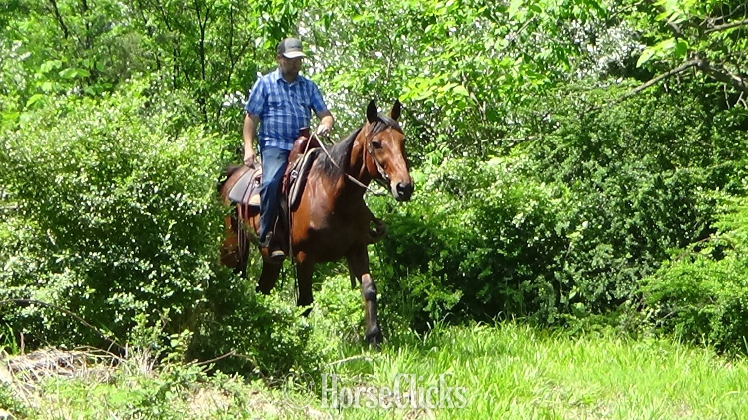 Standardbred - "Captian" Bay Gelding Standardbred