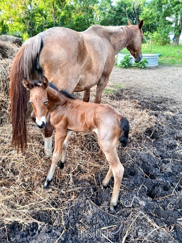 "Jackie" Bay Roan Filly Quarter Horse in Missouri