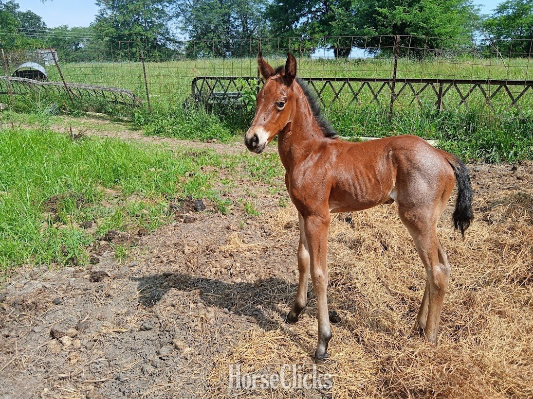 "LD Jackies Sonny Dee" Bay Roan Filly Quarter Horse in Missouri