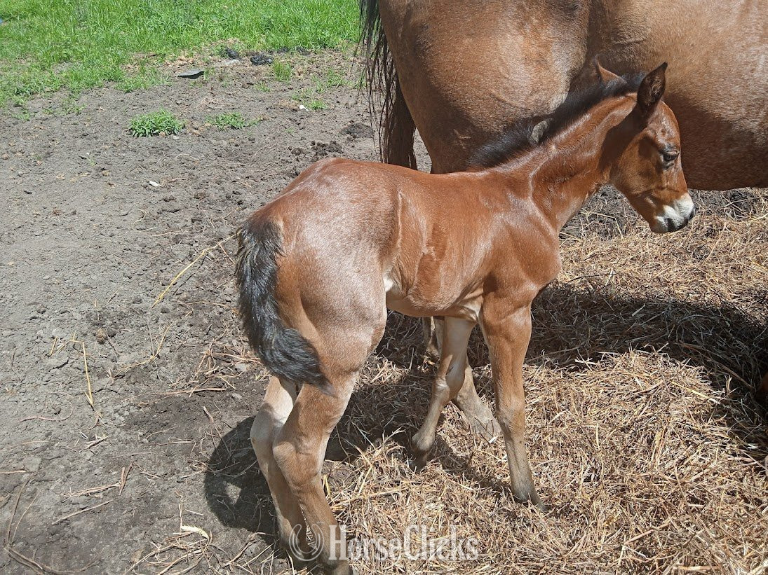 "Jackie" Bay Roan Filly Quarter Horse