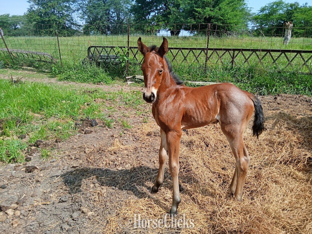 "LD Jackies Sonny Dee" Bay Roan Filly Quarter Horse