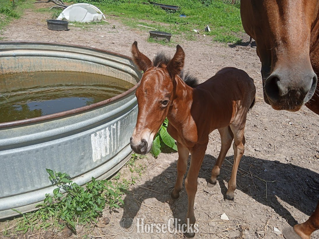 Missouri "Jackie" Bay Roan Filly Quarter Horse