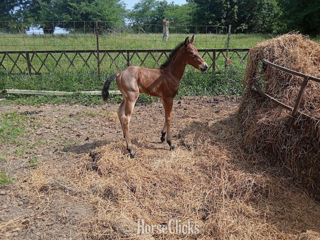 "LD Jackies Sonny Dee" Bay Roan Filly Quarter Horse - Quarter Horse in Missouri